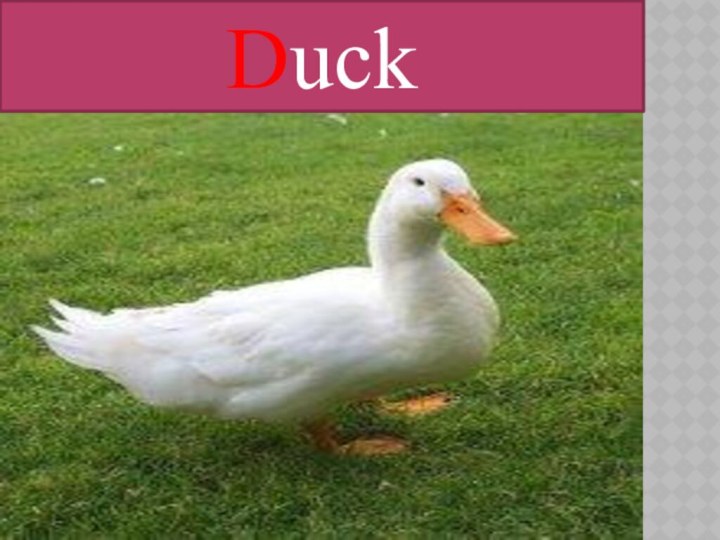 Duck