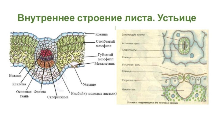 Внутреннее строение листа. Устьице