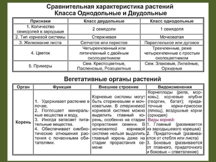 Морфологический анализ растений класса двудольные по гербарным образцам