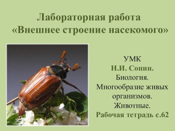 Лабораторная работа  «Внешнее строение насекомого»УМКН.И. Сонин. Биология. Многообразие живых организмов. Животные.Рабочая тетрадь с.62