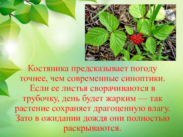 Костяника предсказывает погоду точнее, чем современные синоптики. Если ее листья сворачиваются в