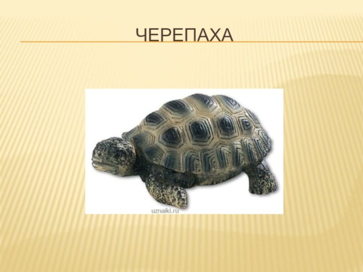 черепаха