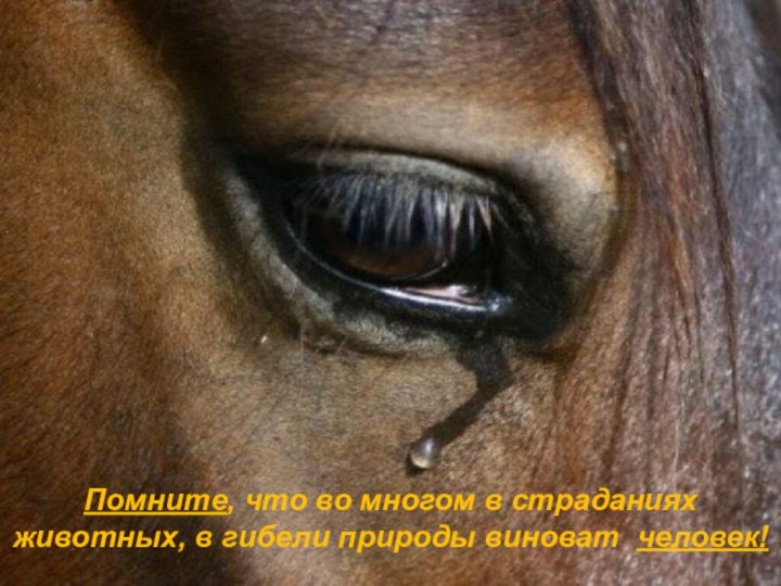 Помните, что во многом в страданиях животных, в гибели природы виноват человек!