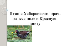 Презентация по биологии на тему Птицы Хабаровского края, занесенные в Красную книгу