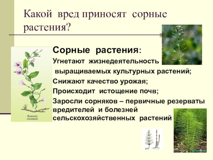 Вредный сорняк. Сорные растения сорные растения. Вредные растения сорняки растения. Вредные сорные растения. Изучение сорных растений.