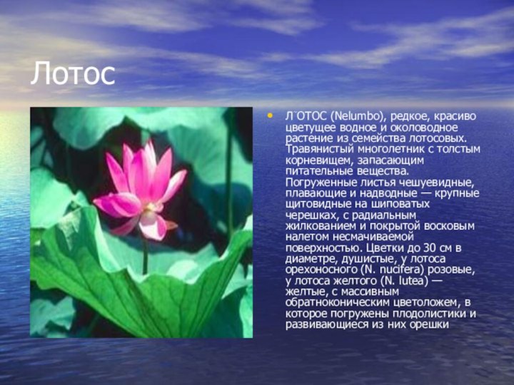 ЛотосЛОТОС (Nelumbo), редкое, красиво цветущее водное и околоводное растение из семейства лотосовых.
