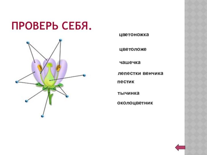 ПРОВЕРЬ СЕБЯ.цветоножкацветоложечашечкалепестки венчикатычинкаоколоцветникпестик