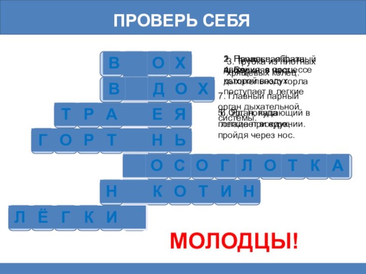 Проверь себя1. Начальная фаза дыхания, в процессе которой воздух поступает в легкие 2. Процесс,