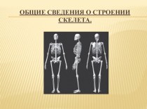 Общие сведения о строении скелета