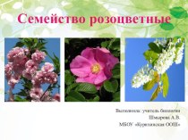 Презентация по биологии на тему Семейство Розоцветные (7 класс)