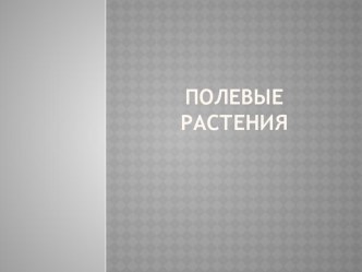 Презентация к уроку Полевые растения