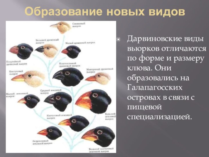 На рисунке изображены вьюрков обитающие на галапагосских островах и имеющие различную форму клювов