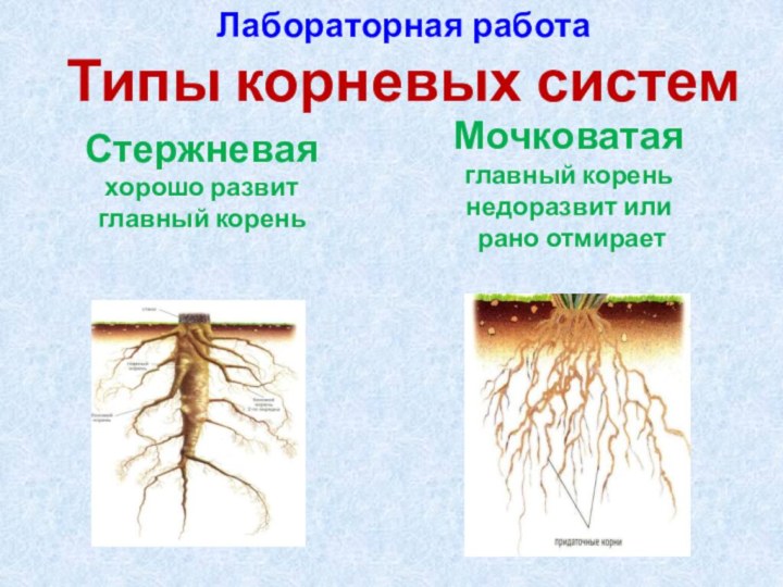 Что значит корневая система. Стержневые и мочковатые корневые системы биология 6 класс. Лабораторная работа типы корневых систем. Стержневой и мочковатый корень.