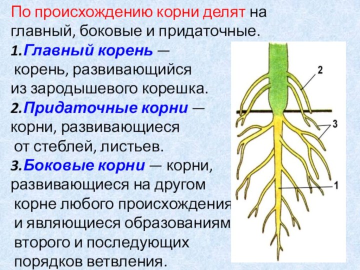 От главного корня придаточные. Главный корень боковой корень придаточный корень. Придаточные корни у растений. Придаточные боковые и главный корень.