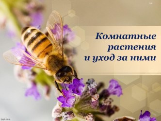 Уход за комнатными растениями