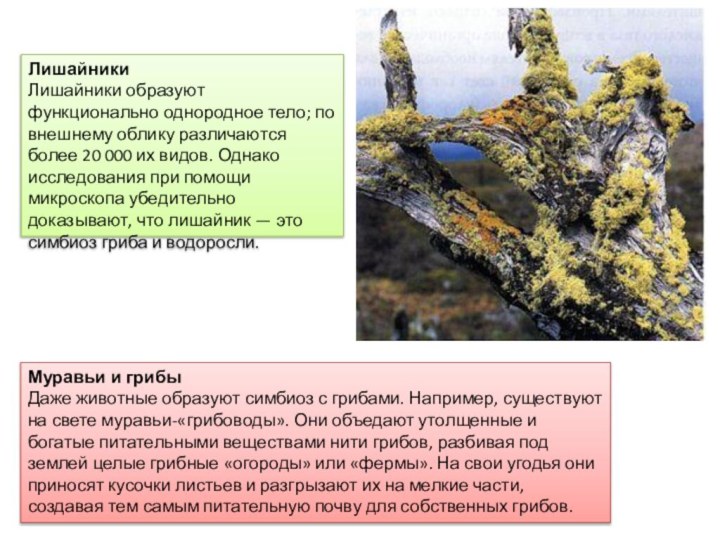 ЛишайникиЛишайники образуют функционально однородное тело; по внешнему облику различаются более 20 000