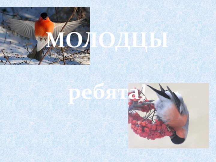 МОЛОДЦЫ ребята!