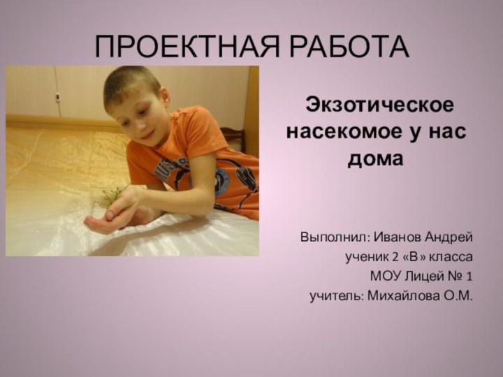 ПРОЕКТНАЯ РАБОТА   Экзотическое насекомое у нас домаВыполнил: Иванов Андрейученик 2