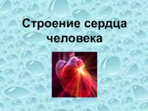 Презентация к уроку Строение сердца человека