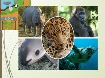 Презентация к уроку английского языка в 6 классе Let' go to the Zoo