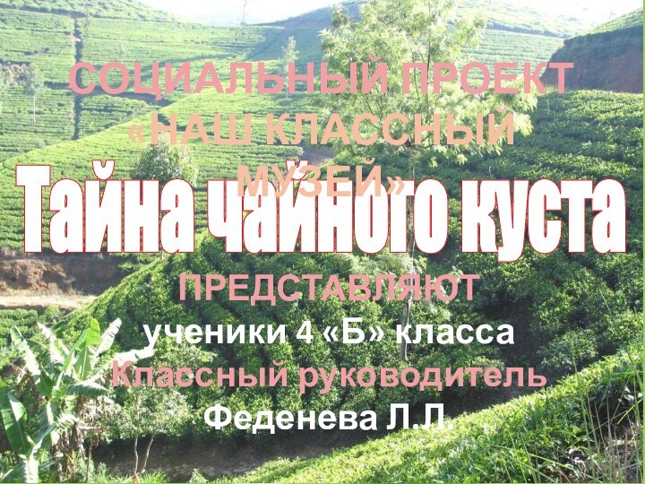 Тайна чайного кустаСОЦИАЛЬНЫЙ ПРОЕКТ«НАШ КЛАССНЫЙ МУЗЕЙ»ПРЕДСТАВЛЯЮТученики 4 «Б» классаКлассный руководительФеденева Л.Л.