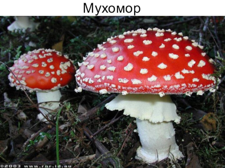 Мухомор