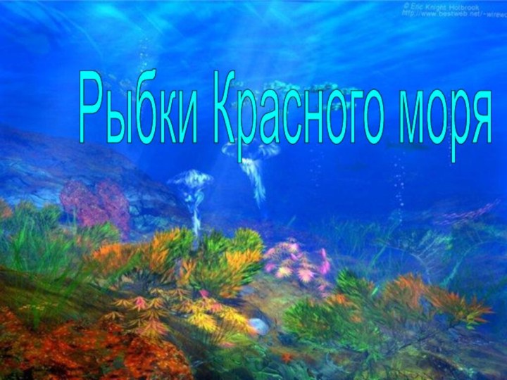 Рыбки Красного моря