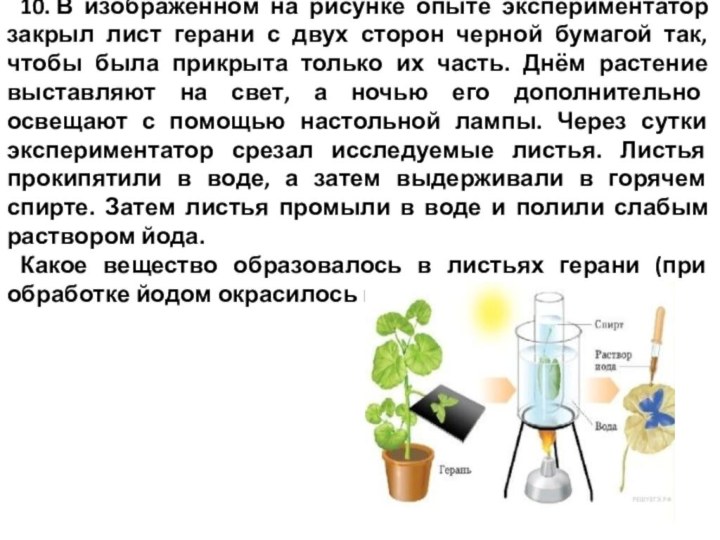 На изображенном рисунке проводится опыт экспериментатор поместил элодею в стакан заполненный водой