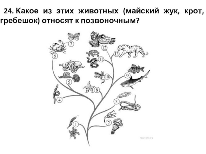 24. Какое из этих животных (майский жук, крот, гребешок) относят к позвоночным?