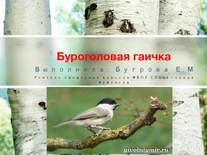 Буроголовая гаичкаВыполнила: Бугрова Е.МУчитель начальных классов МБОУ СОШ№4 города Армянска