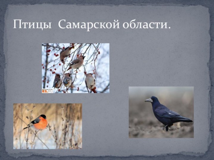 Птицы Самарской области.