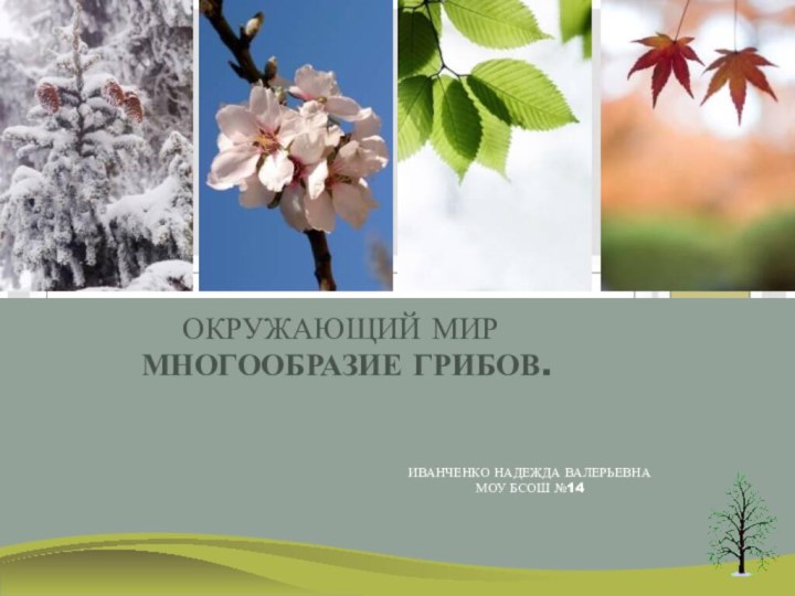 ИВАНЧЕНКО НАДЕЖДА ВАЛЕРЬЕВНАМОУ БСОШ №14ОКРУЖАЮЩИЙ МИР   МНОГООБРАЗИЕ ГРИБОВ.