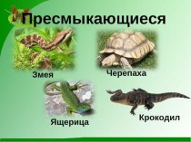 Пресмыкающиеся (7 класс)