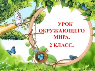 Презентация к уроку окружающего мира по теме Птицы 2 класс УМК Перспективная начальная школа