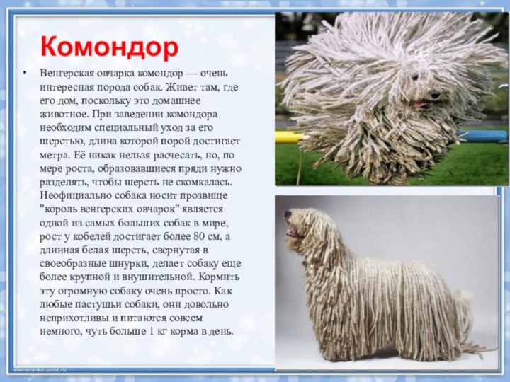 Комондор Венгерская овчарка комондор — очень интересная порода собак. Живет