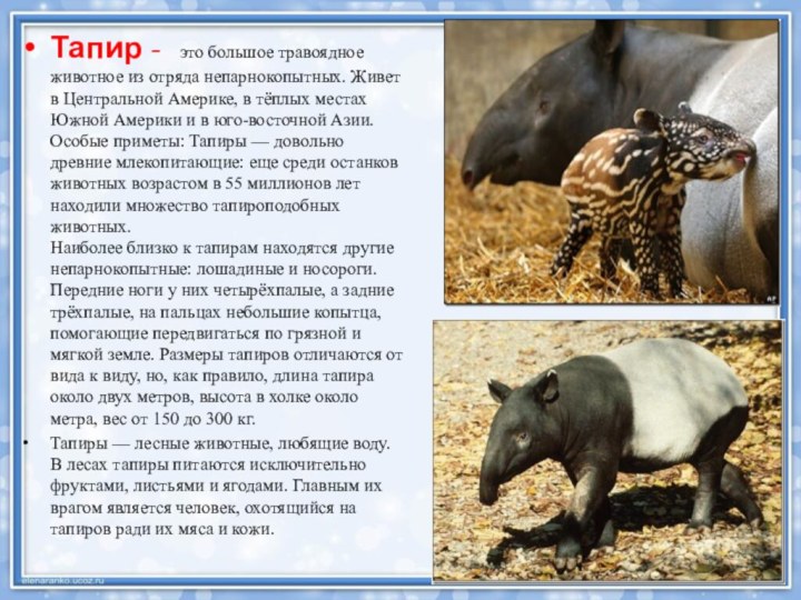 Тапир -  это большое травоядное животное из отряда непарнокопытных. Живет в