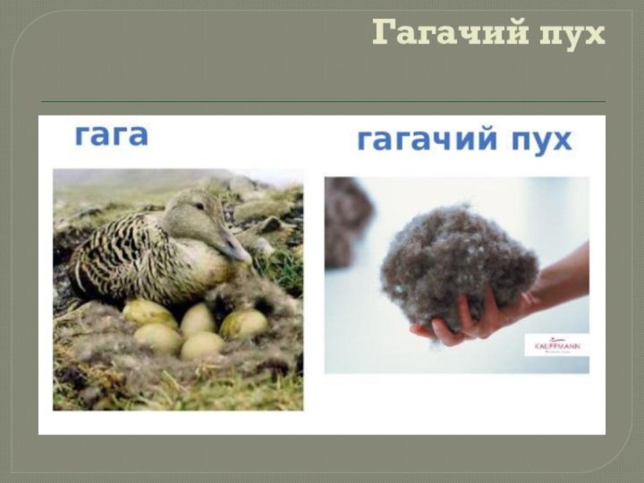 Гагачий пух. Гагачий пух птица. Утка Гага пух. Гагачий пух что это за птица.