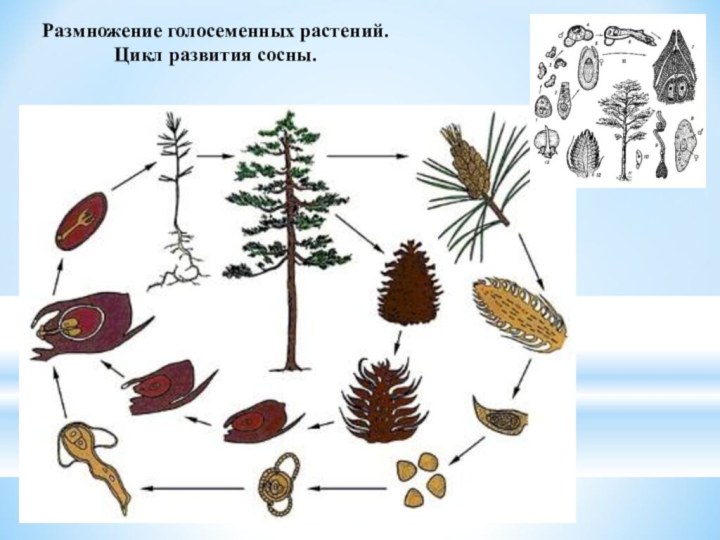 Размножение голосеменных растений. Цикл развития сосны.