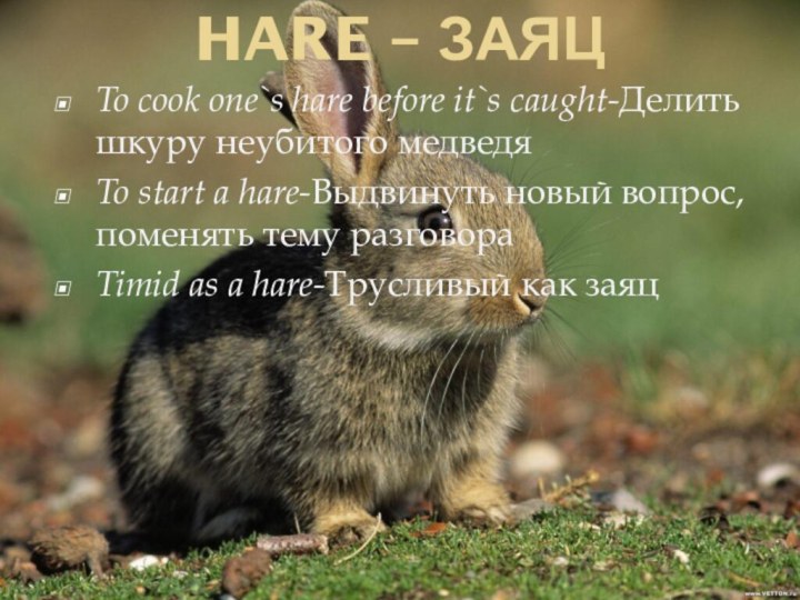 HARE – ЗАЯЦ To cook one`s hare before it`s caught-Делить шкуру неубитого