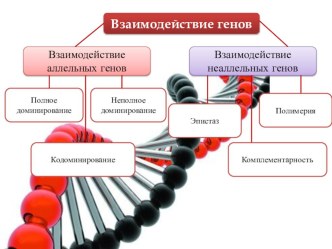 Взаимодействие генов. 9 класс