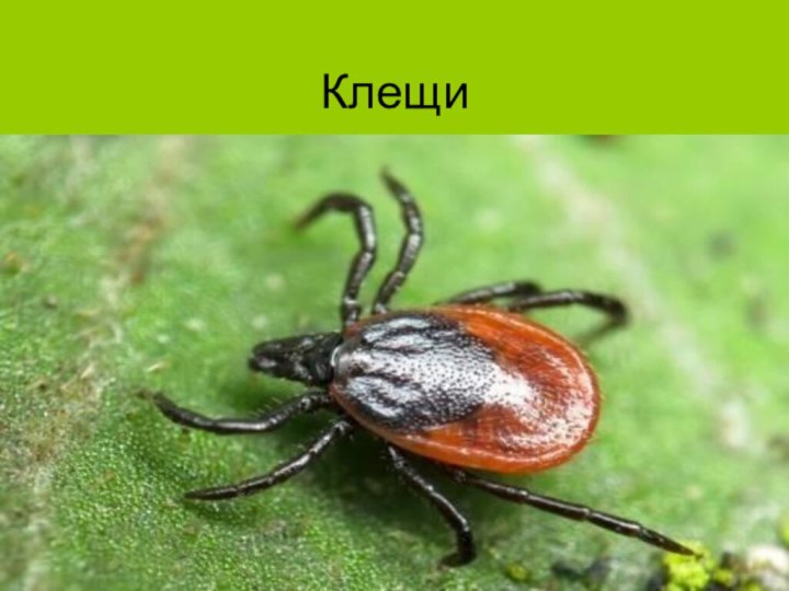 Клещи