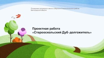 Презентация Проектная работа Старооскольский дуб-долгожитель