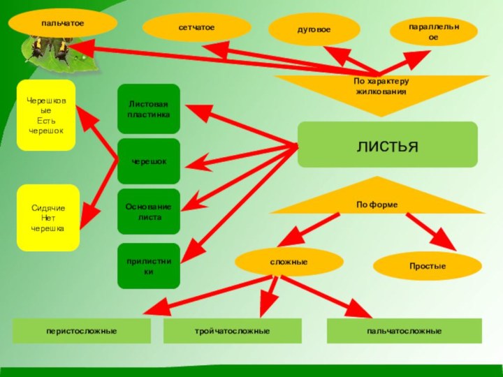 листьядуговоеПростые По формепараллельноесложныеперистосложныепальчатосложныетройчатосложныеПо характеру жилкованиясетчатоепальчатоеЧерешковыеЕсть черешокСидячиеНет черешкаЛистовая пластинкачерешокОснование листаприлистники