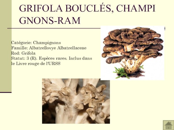 GRIFOLA BOUCLÉS, CHAMPIGNONS-RAMCatégorie: Champignons Famille: Albatrellovye Albatrellaceae Rod: Grifola Statut: 3 (R). Espèces rares. Inclus dans le Livre rouge de l'URSS