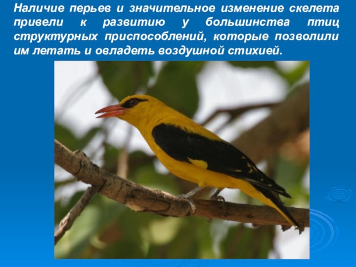 Наличие перьев и значительное изменение скелета привели к развитию у большинства птиц