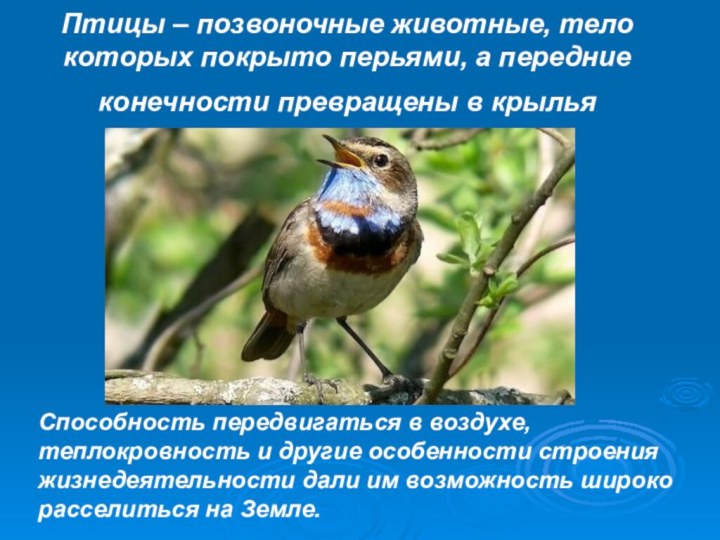 Птицы – позвоночные животные, тело которых покрыто перьями, а передние конечности