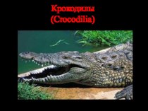 Презентация по окружающему миру на тему Крокодилы