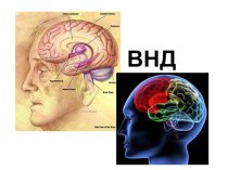 Презентация по биологии ВНД человека