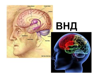 Презентация по биологии ВНД человека