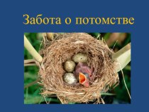 Презентация по окружающему миру на тему Птицы. Забота о потомстве. (УМК Гармония, 1 класс)